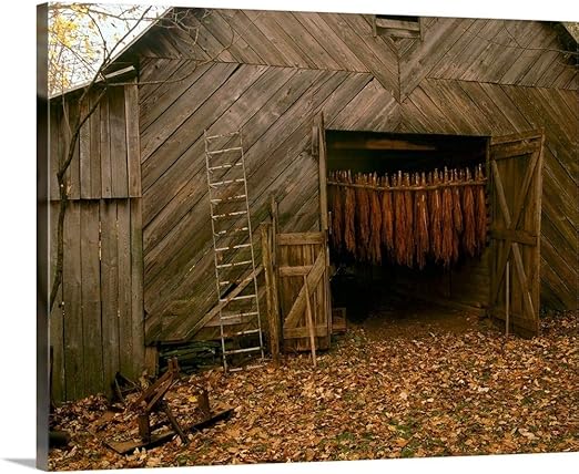 Amazon Com Greatbigcanvas Tobacco Barn In A Rural Autumn Setting
