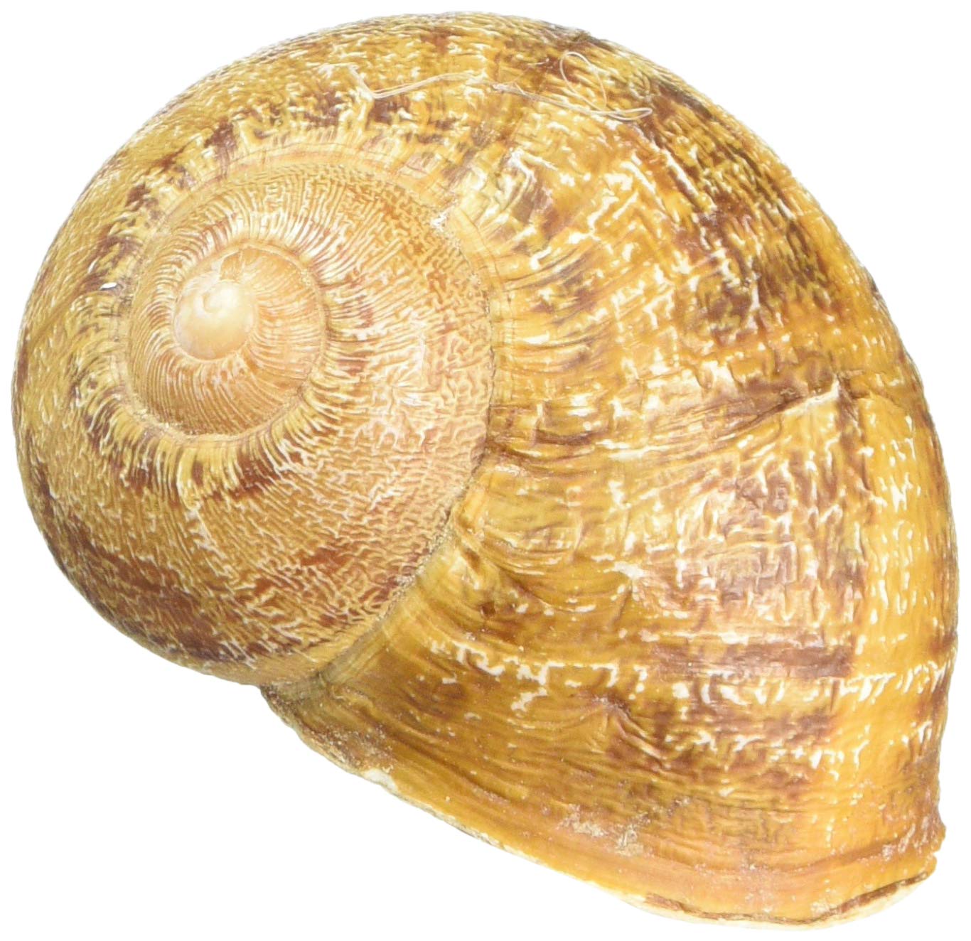 Geo - Caracol de envío con Nano y Log Rayas, Multicolor, One Size ...