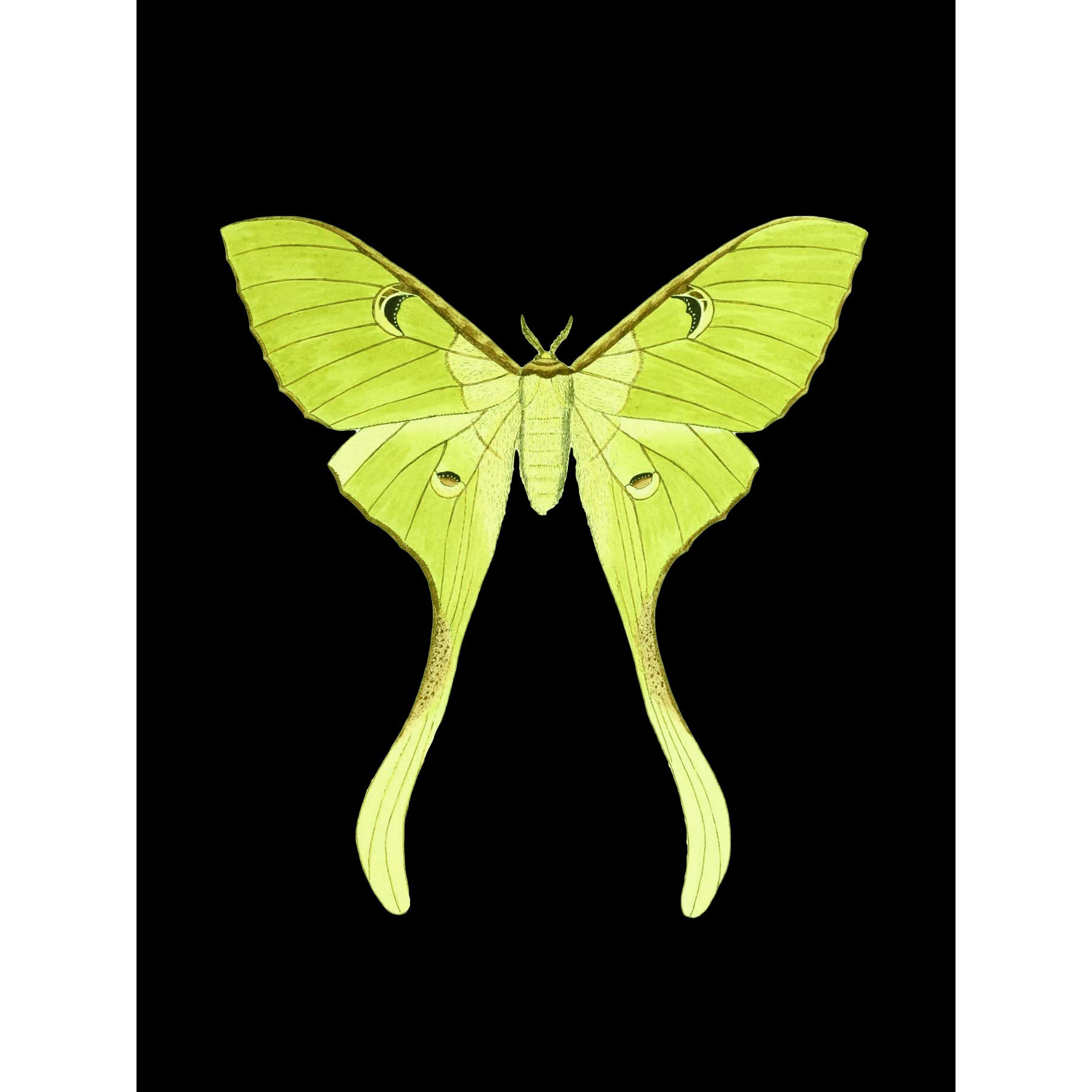 Wee Blue Coo Green Luna Moth Large Wall Art Print Canvas Premium Poster