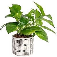 Costa Farms Live Pothos Plant, Easy Care Vining Live Indoor Houseplant, Air Purifying Trailing Plant Potted in Premium Decor 