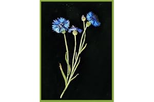 Orenco Originals Bachelor Button Flowers by Mary Delany Counted Cross Stitch Pattern