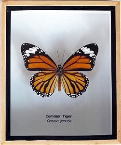 ThaiHonest Caja Cerveza con diseño de Mariposas e Insectos ...