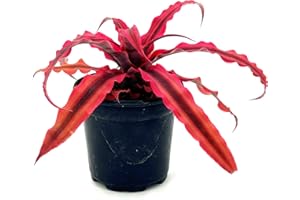 ragnaroc Live Plants – Cryptanthus ‘Rubin‘, 4-8" in 4" Pot - 1ct - Live Arrival Guaranteed - House Plants for Home Decor & Gift