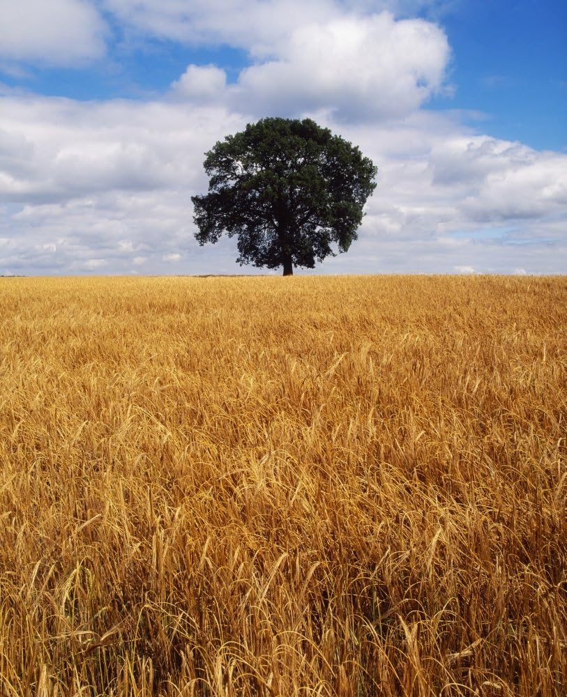 Amazon Com Posterazzi Ireland Barley Field With Oak Tree Poster Print 26 X 32 Posters Prints