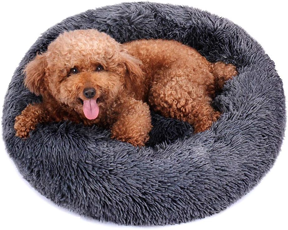 the most comfortable dog bed