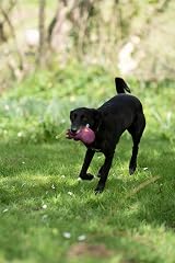 Petface Foodie Faces Aubergine Plush Dog Toy with Squeaker view 7