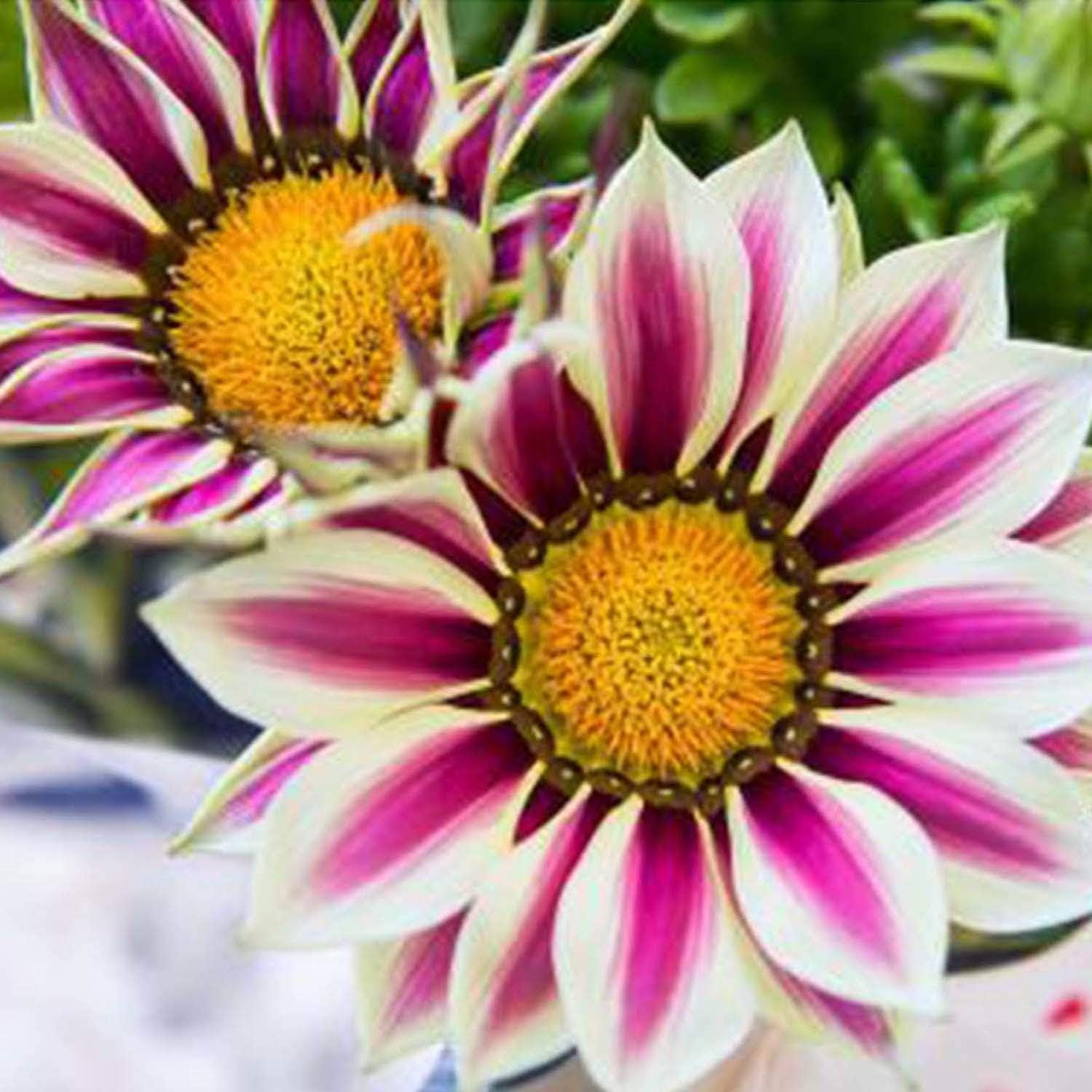 Leoneva Seeds- 50Pcs Gazania Splendens Flower Marigold Violet Balcony Garden Potted Seeds Flowers