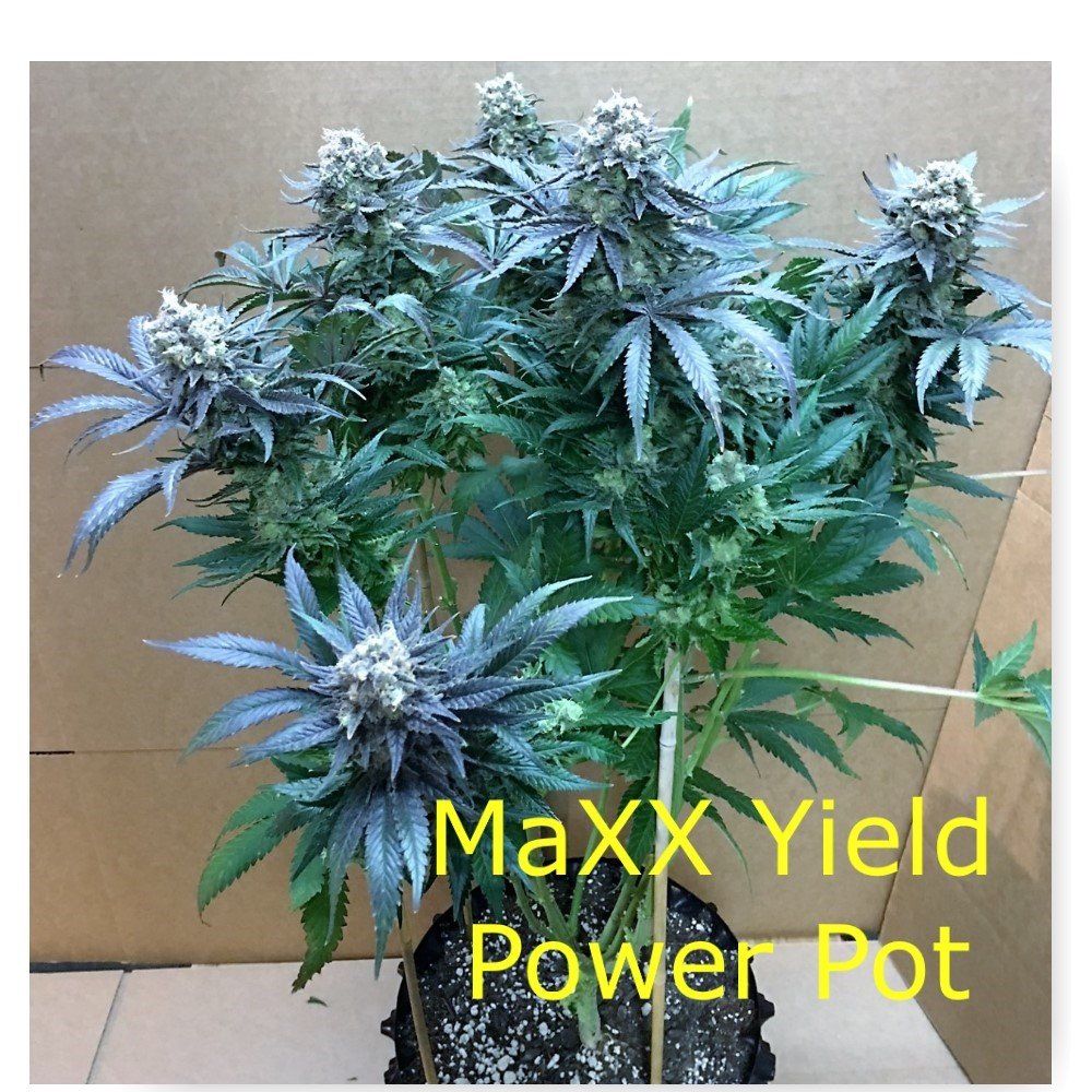Hydroponic Grow Pots Best Marijuana Grow Pots — Hydro AC