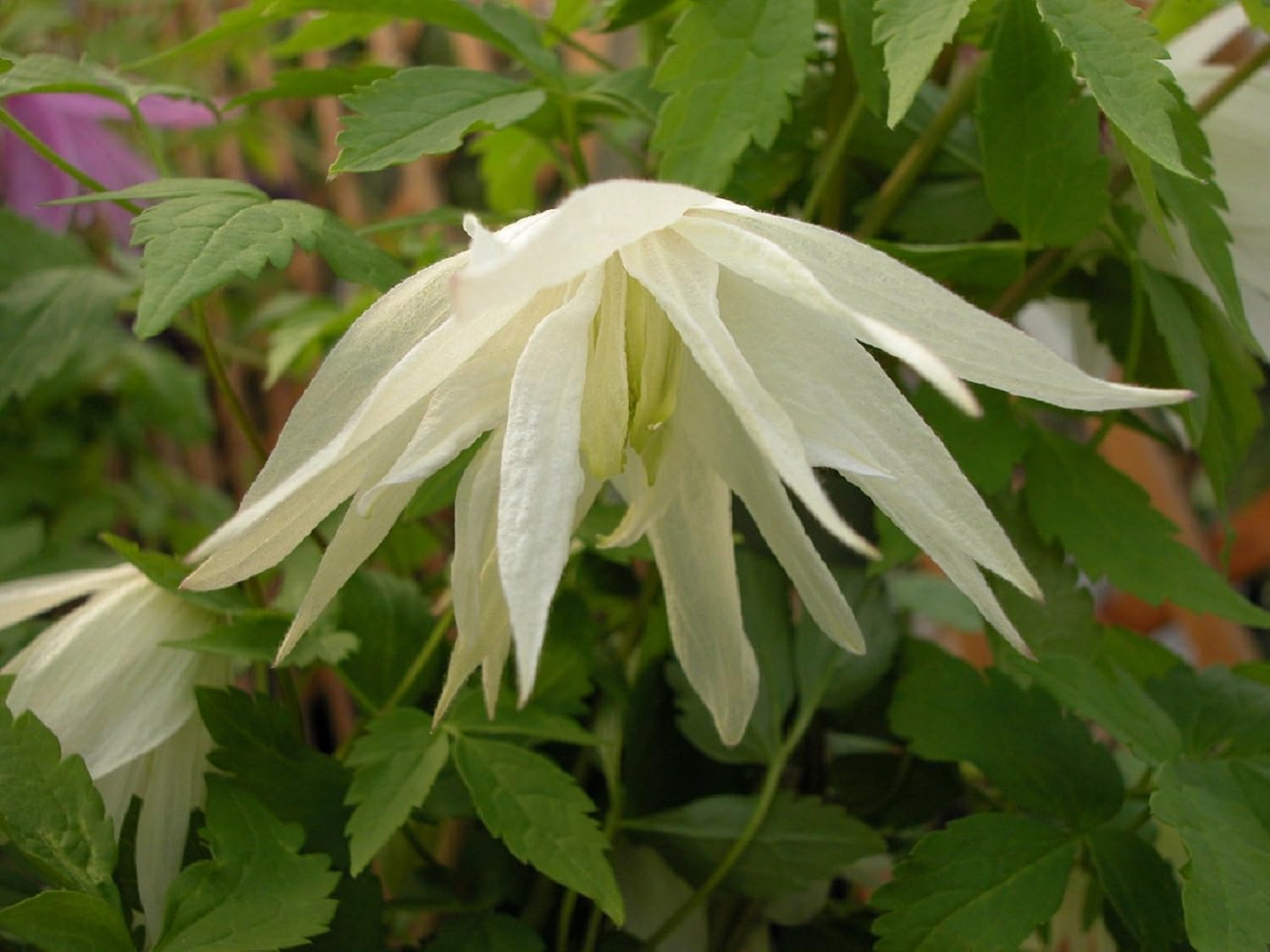 Seeds & Bulbs Clematis macropetala LARGE HYBRID CLEMATIS Seeds! Vine Seeds