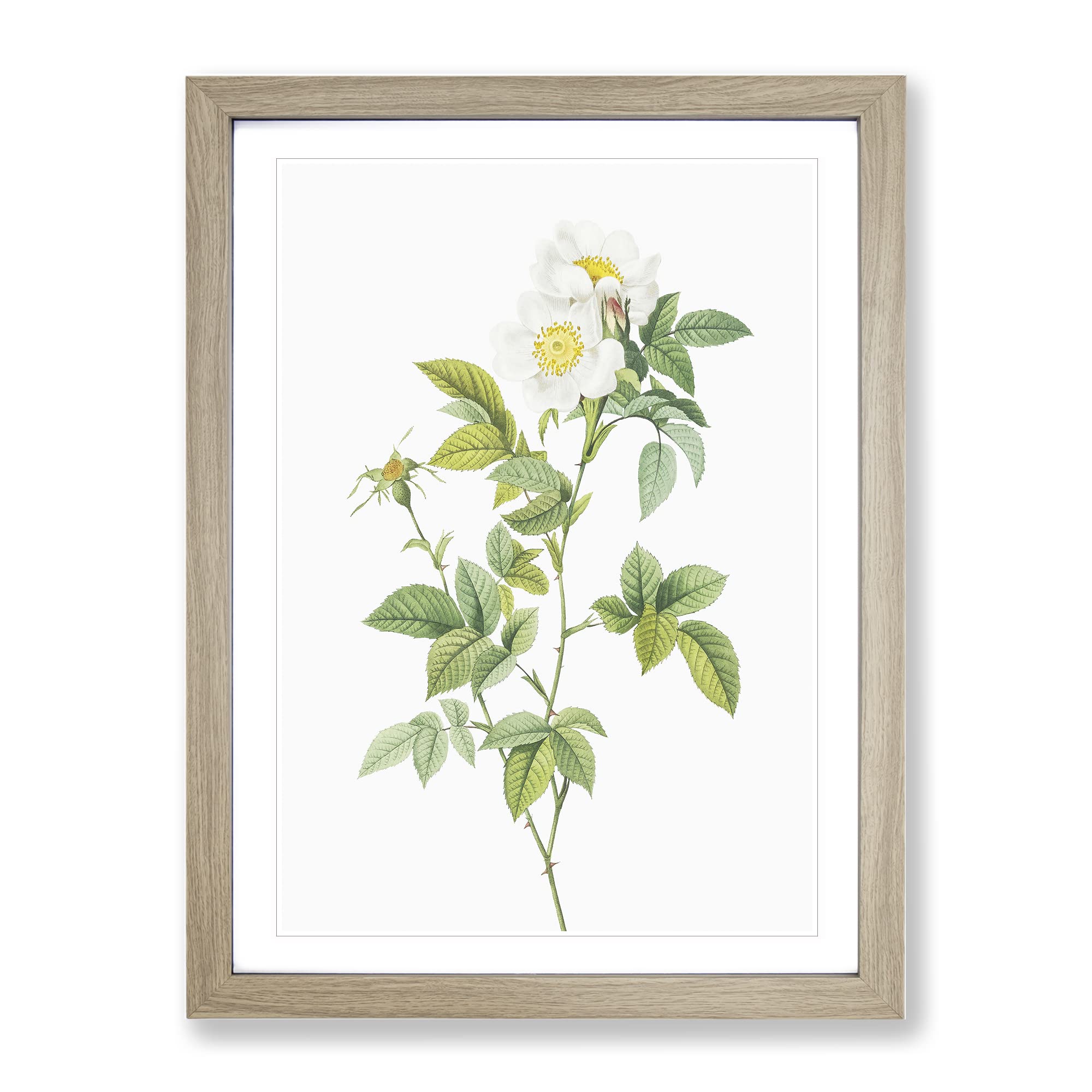 Anjou Rose In White By Pierre Joseph Redoute Vintage Framed Wall Art Print, Ready to Hang Picture for Living Room Bedroom Home Office Décor, Oak A4 (34 x 25 cm)