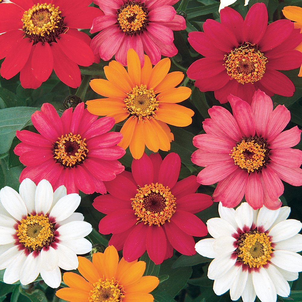 Buy Burpee Pinwheel Mix Zinnia 150 Online at desertcartMalaysia