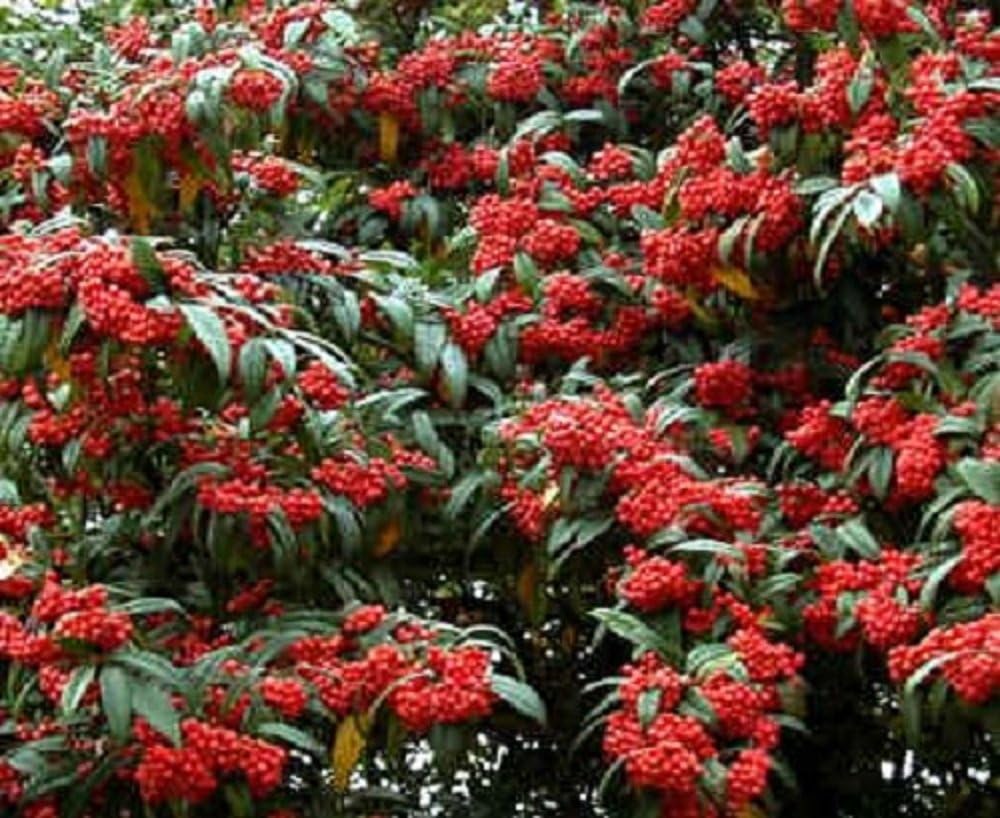 Cotoneaster Cornubia Watereri Tree 6-7ft Supplied in a 7.5 Litre Pot