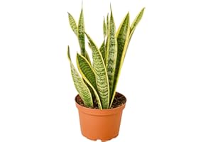 GENERIC Snake Plant Seeds Dracaena Trifasciata, Sansevieria Tifasciata Hardy Houseplant Easy to Grow Drought Tolerant Evergreen Perennial Patio Containers 100Pcs Herb Seeds by YEGAOL Garden