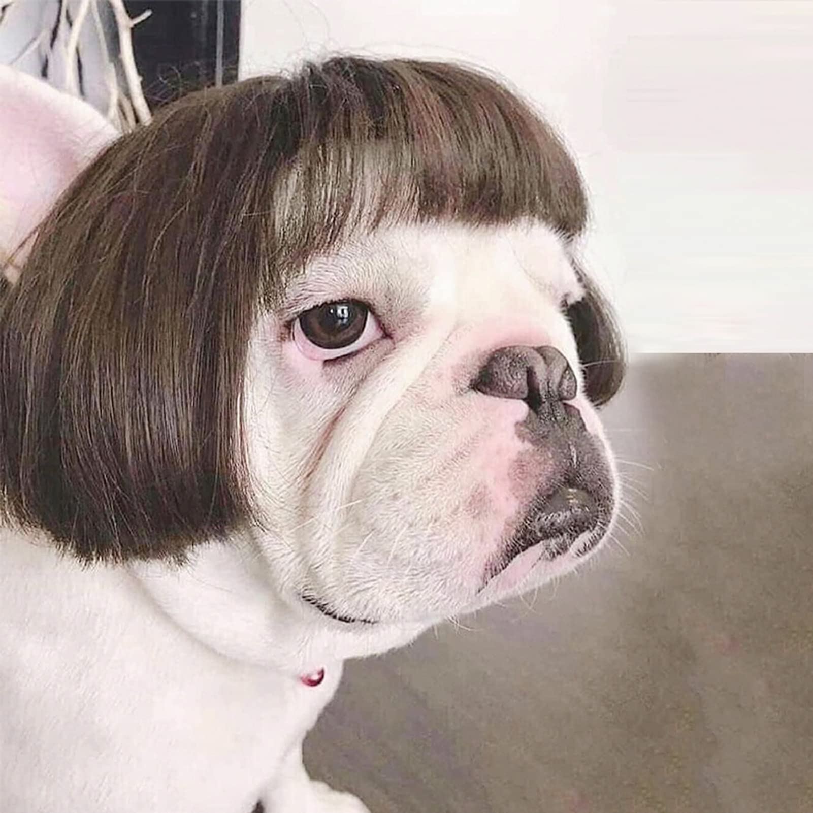 Funny Pet Wig, for Dogs, Cat Role Play Wig, Halloween, Christmas, Parties, Festivals, for Small, Medium and Large Dogs, Black, Brown, Straight Hair