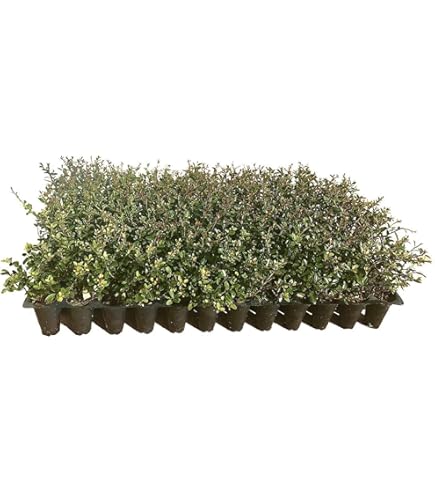 Amazon.com : Soft Touch Compact Japanese Holly | 10 Live Plants
