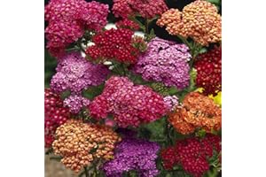 Outsidepride 1000 Seeds Perennial Achillea Millefolium Summer Berries Yarrow Garden Flower Seed Mix for Planting