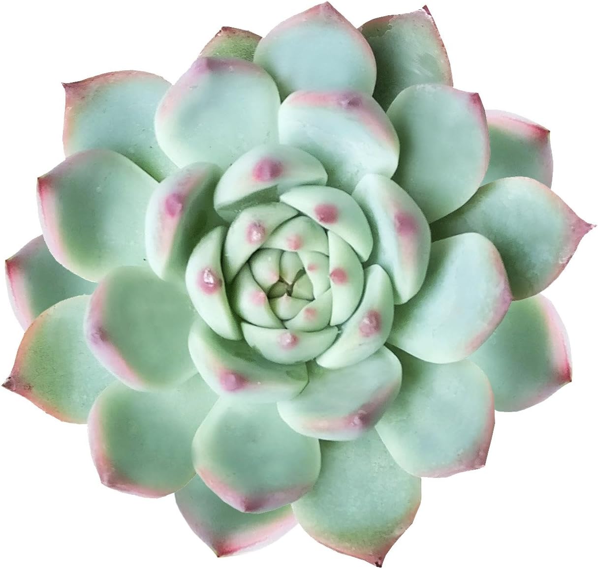 Echeveria Tippy Pink Tip Pointy Lotus Succulent (2 inch)