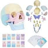 awagas New Human Anatomy Skull Model, Colored Human Skull Anatomy Model | 17 Part Puzzle with 10 Knowledge Flash Cards, Detachable Palm-Sized Mini Medical Skull Model, Clinic Teaching Equipment