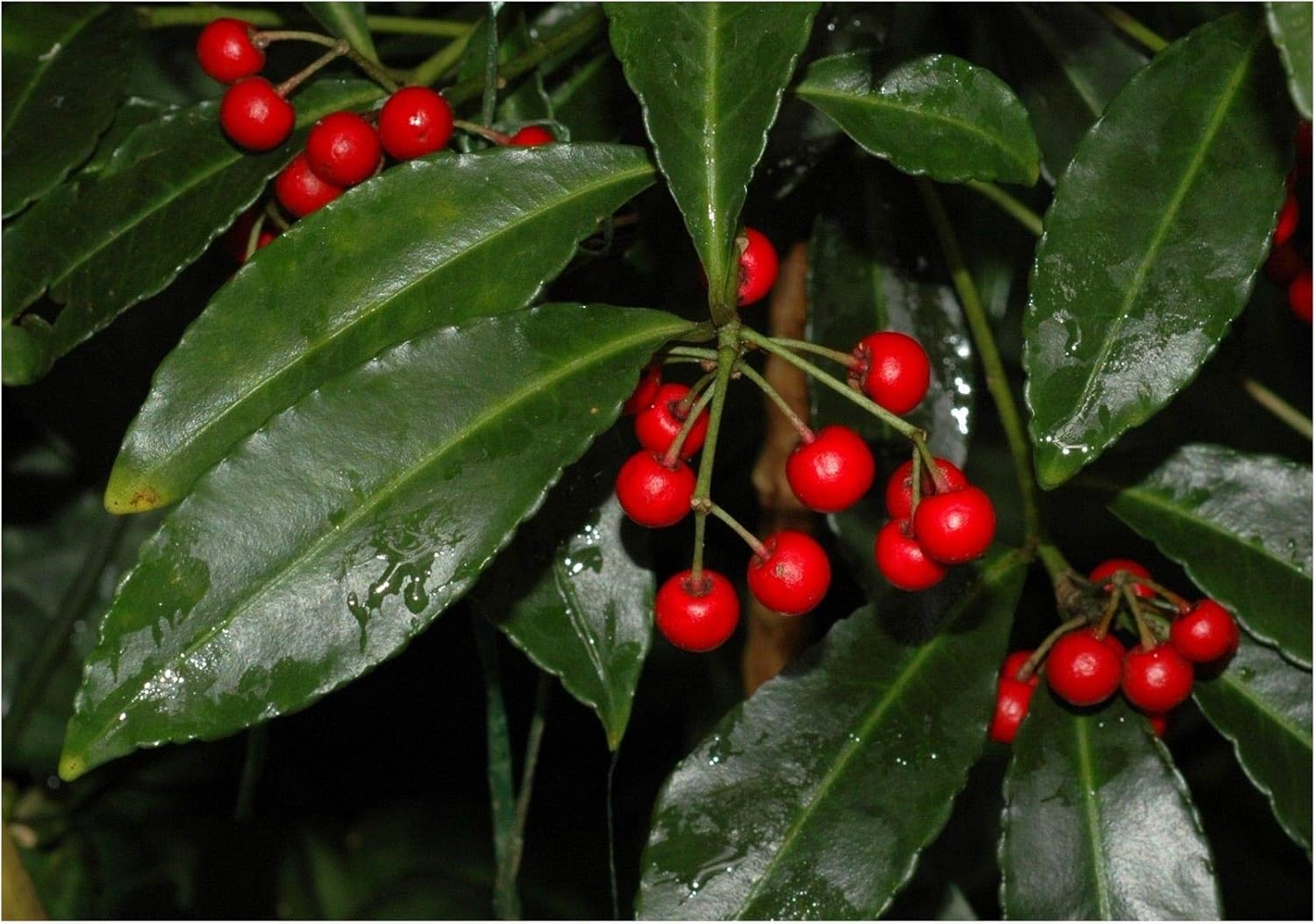 Plants Seeds Coral Berry ardisia crenata