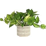 Costa Farms Golden Pothos Live Plant, Easy Care Vining Live Indoor Houseplant, Trailing Plant Potted in Premium Décor Planter