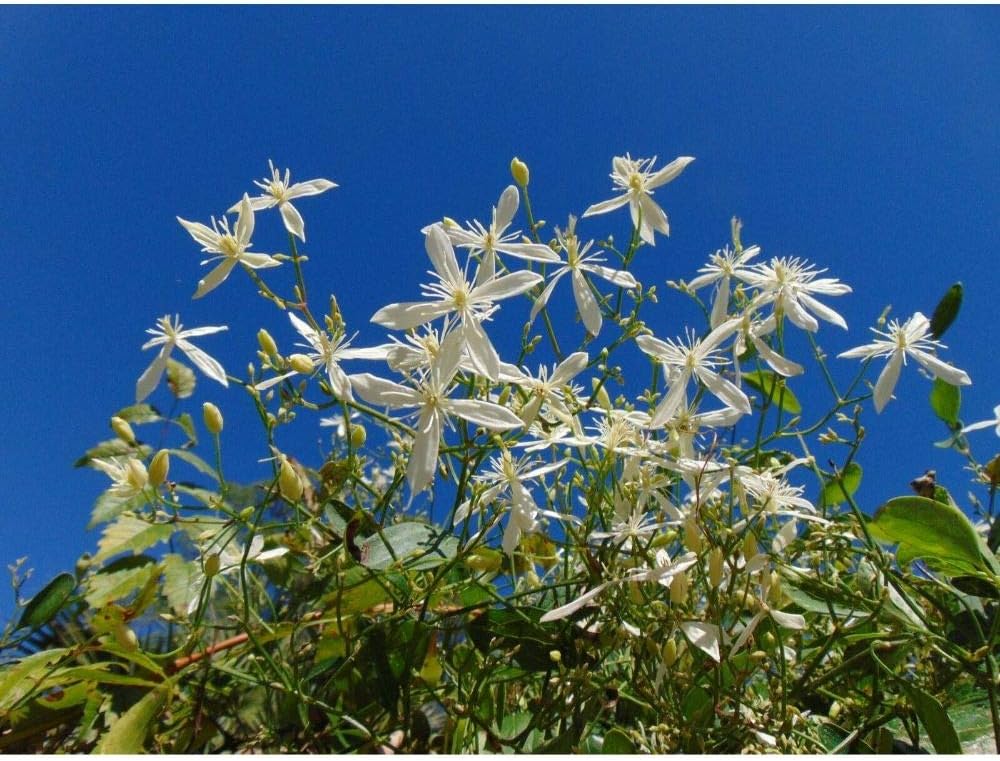10 Seeds Sweet Autumn Clematis Terniflora Organic #GBR1