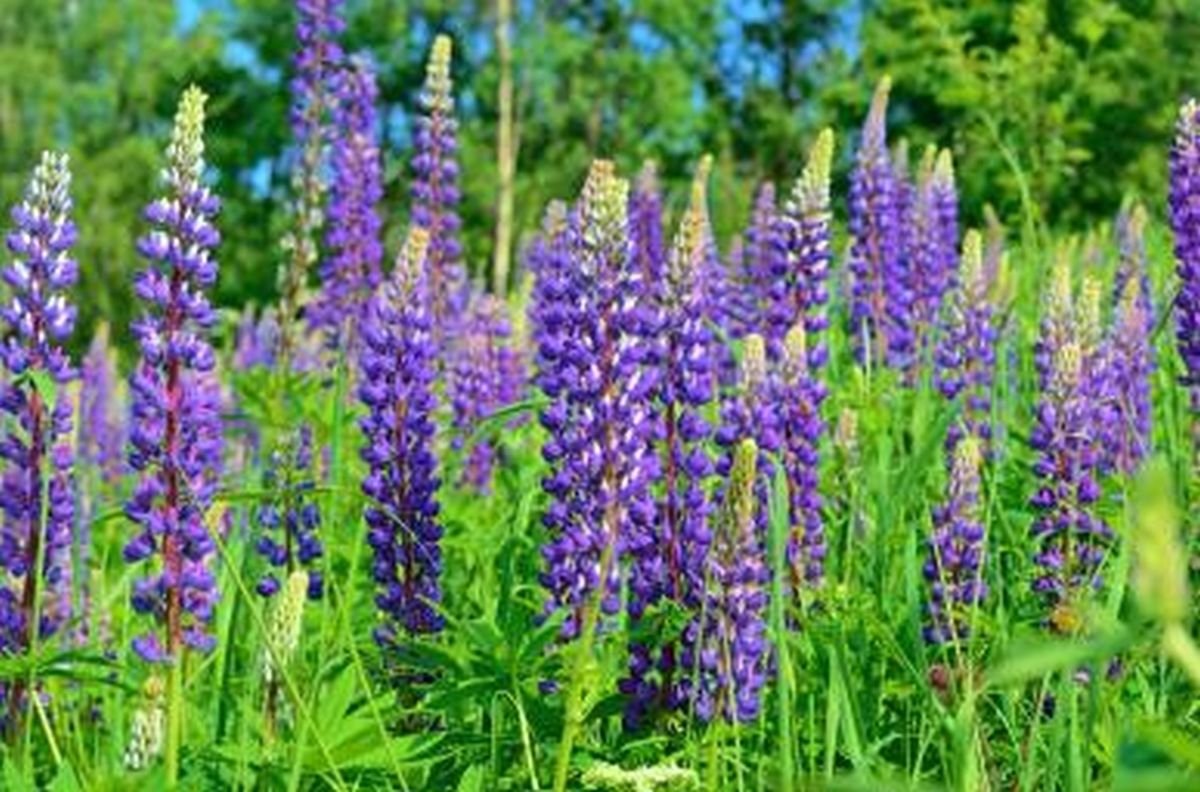 Wild Perennial Lupine Seeds - Huge Flowers Blooms profusely in Spikes - Image 4