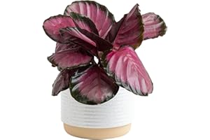 Costa Farms Calathea Pink Star Live Plant in Decorative Pot, Indoor Houseplant, Perfect for Home, Room, or Office Decor, Great House Warming or Birthday Gift, 12-18 Inches Tall
