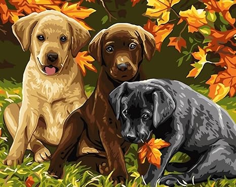 labrador paint by numbers