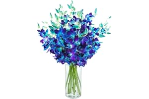 KaBloom Flowers - 20 Blue Orchid with vase - Gift for Birthday, Sympathy, Anniversary, Get Well, Thank You, Valentine, Mother’s Day Fresh Flowers