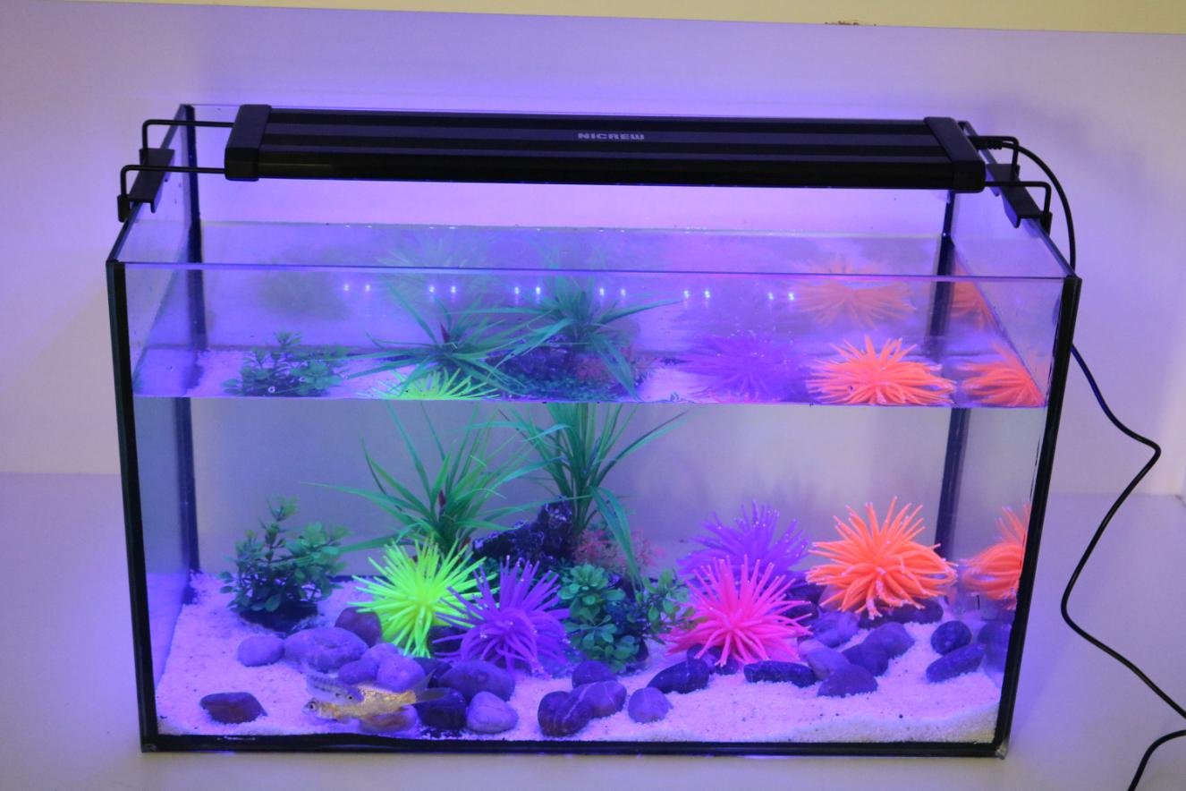 Cara LED Aquarium Light, Fish Tank Light with Extendable Brackets, White and Blue LEDs (11\