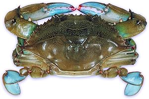 HANDY SEAFOOD Raw Domestic Soft Shell Crabs Frozen (12 Ct. Primes - 1291030)