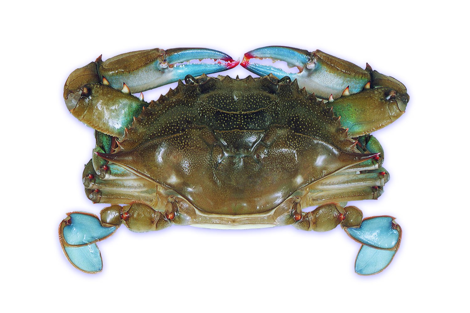 Raw Domestic Soft Shell Crabs (12 Ct. Primes) - Frozen by Handy Seafood