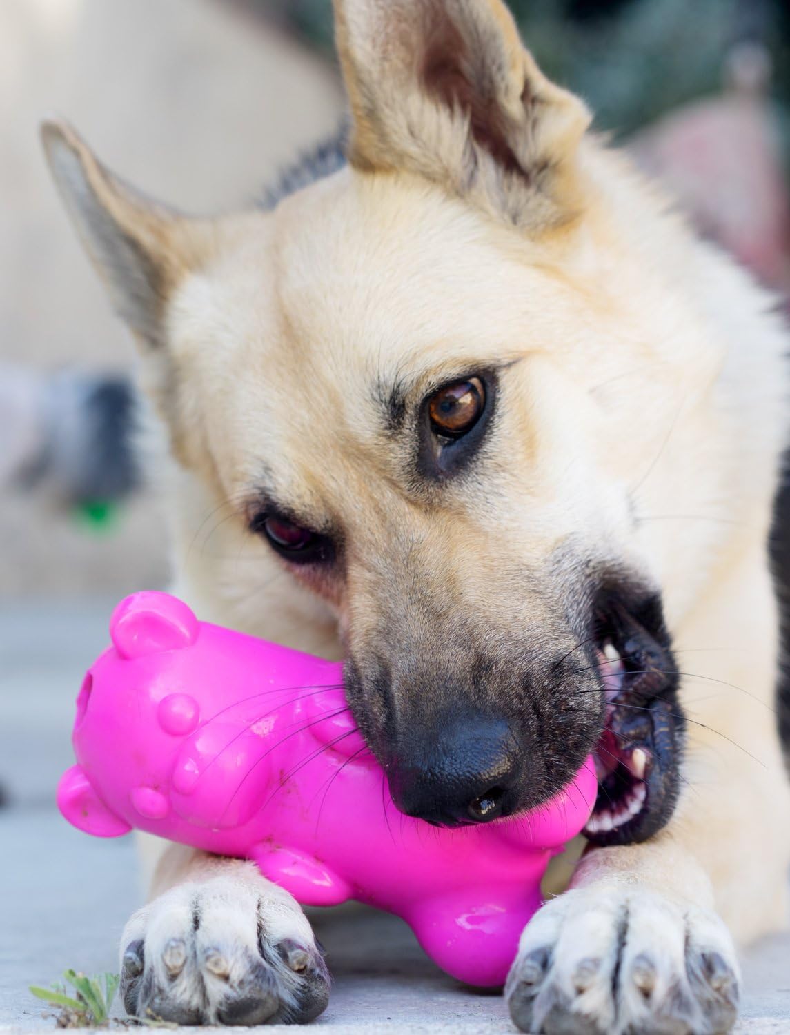gummy bears for dogs