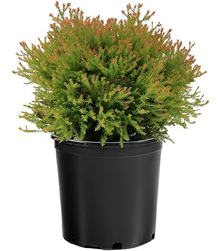 Amazon.com : 'Nigra Dark Green' Arborvitae Shrub - Thuja - Evergreen :  Patio, Lawn & Garden
