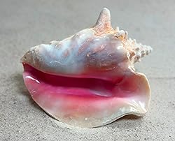 Shell King Queen Conch Shell 6"-8" - Bahamas