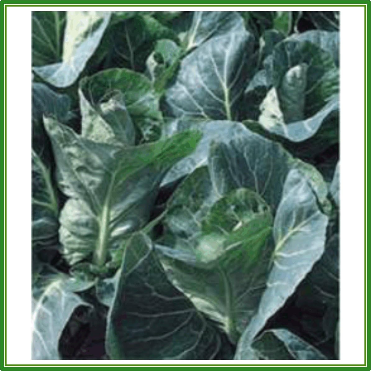 AJP Cabbage (Pointed Spring Greens) 'F1 Advantage' Seed