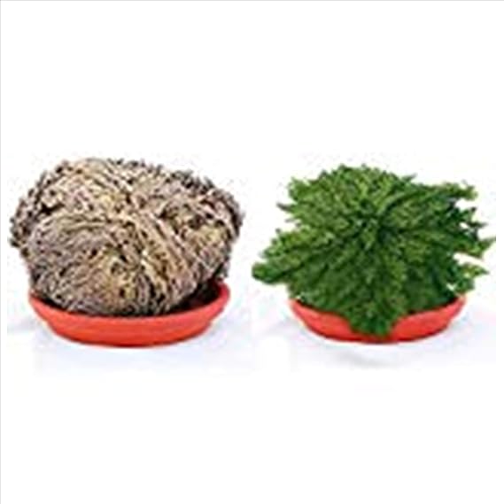 Well Goal Resurrection Plant Rose Of Jericho Dinosaur Plant Air Fern Spike Moss Live Amazon Co Uk Garden Outdoors