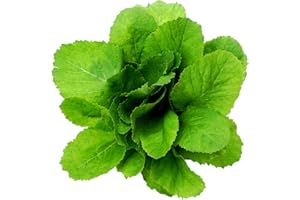 RDR SEEDS 2000 Florida Broadleaf Mustard Seeds for Planting - Heirloom, Non-GMO, USA Grown - Brassica Juncea