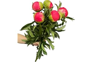 WANGBINYU 5 Stem Coral Sunset Peony Fresh Cut Flowers Loose Flower Wholesale Hydroponic DIY Flower Arrangement Birthdays Anniversaries Healing Compassion Friendship and Love Mother's Day Gifts