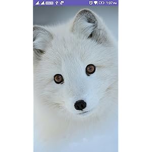 Fox 4k Wallpaper Amazonca Appstore For Android -