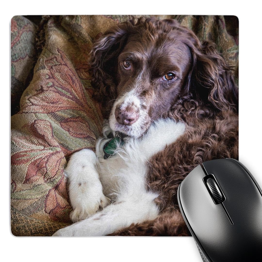 3dRose mp_208612_1 8" x 8" Usa Washington. English Springer Spaniel on Couch. Mouse Pad