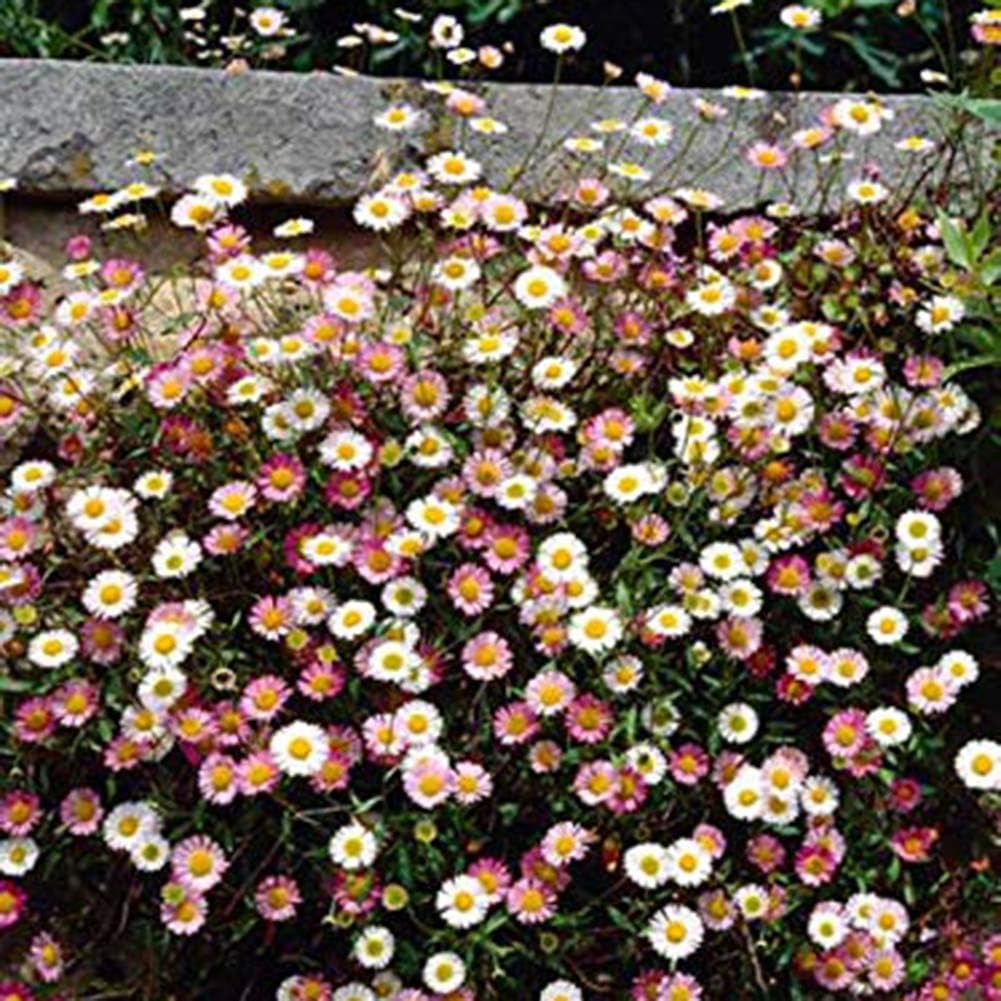 Mixed Color Daisy Flower Seed Packets Home Garden Yard Decoration Ornaments 50pcs