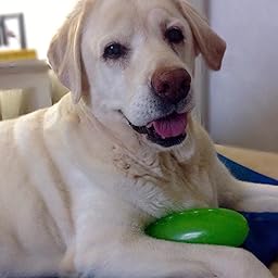 pickle pocket for dogs