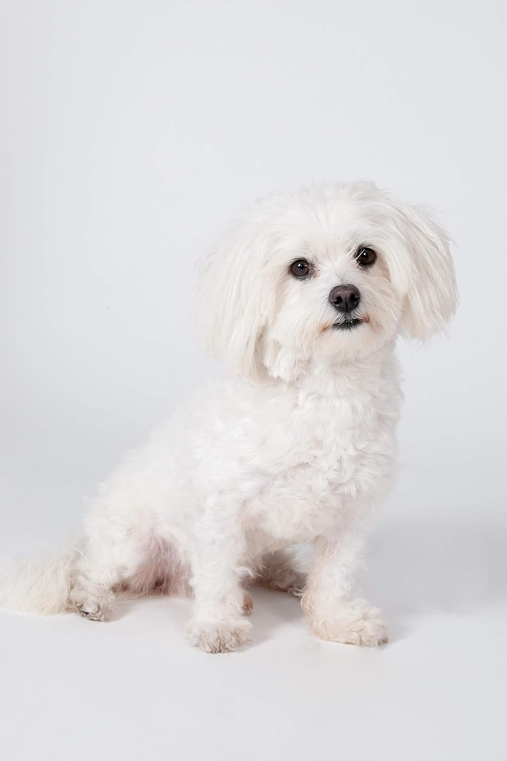 Karlie Shampoo for white coat dog shampoo, 300 ml (item may vary), 300 ml (1er Pack) - Image 3