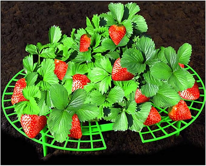 Soporte para plantas de fresa para proteger fresas y mantener la ...
