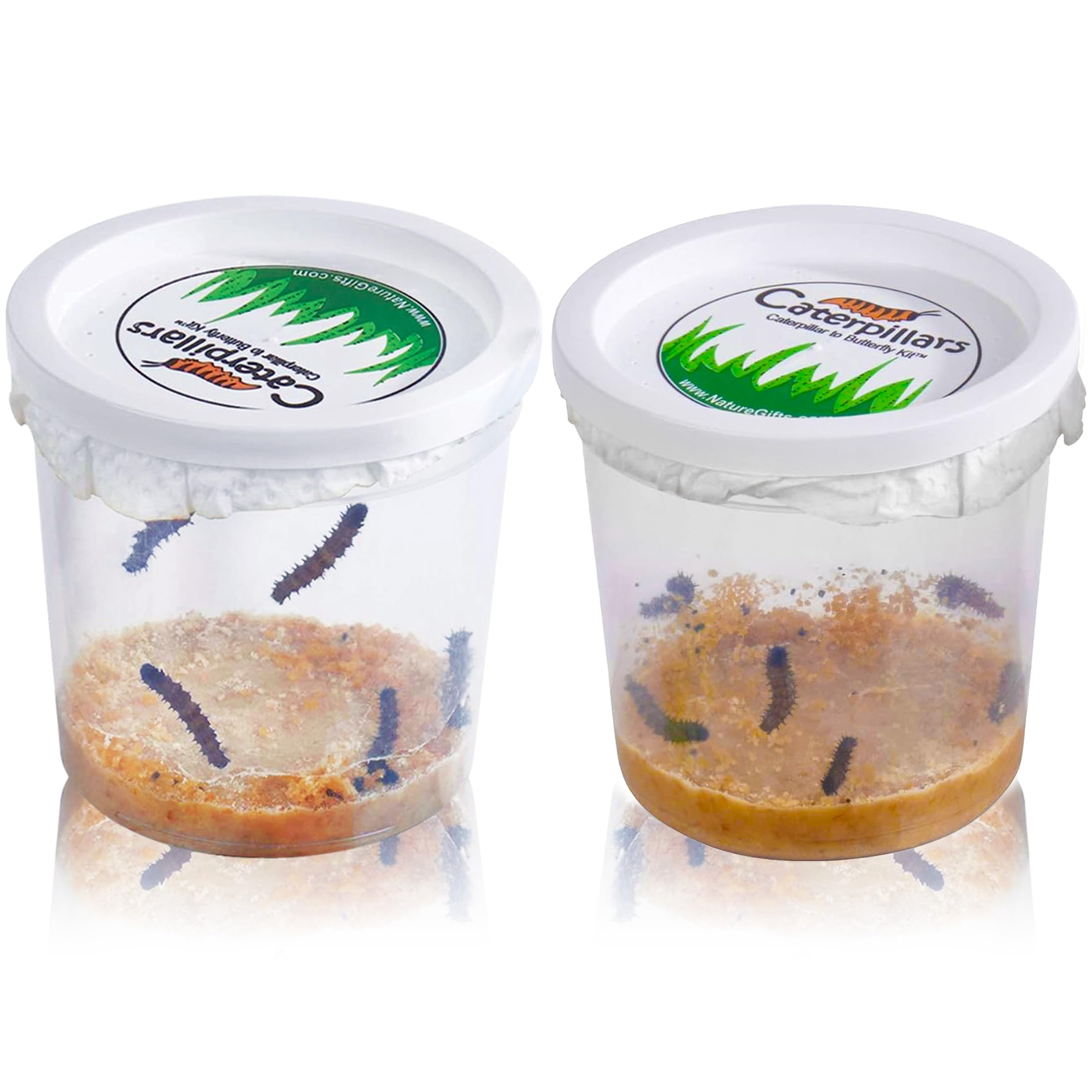 10 Live Caterpillars for Butterfly Habitat Kit - Refill for Painted Lady Butterfly Kit with Caterpillar Food, Instructions - Educational Science Kit