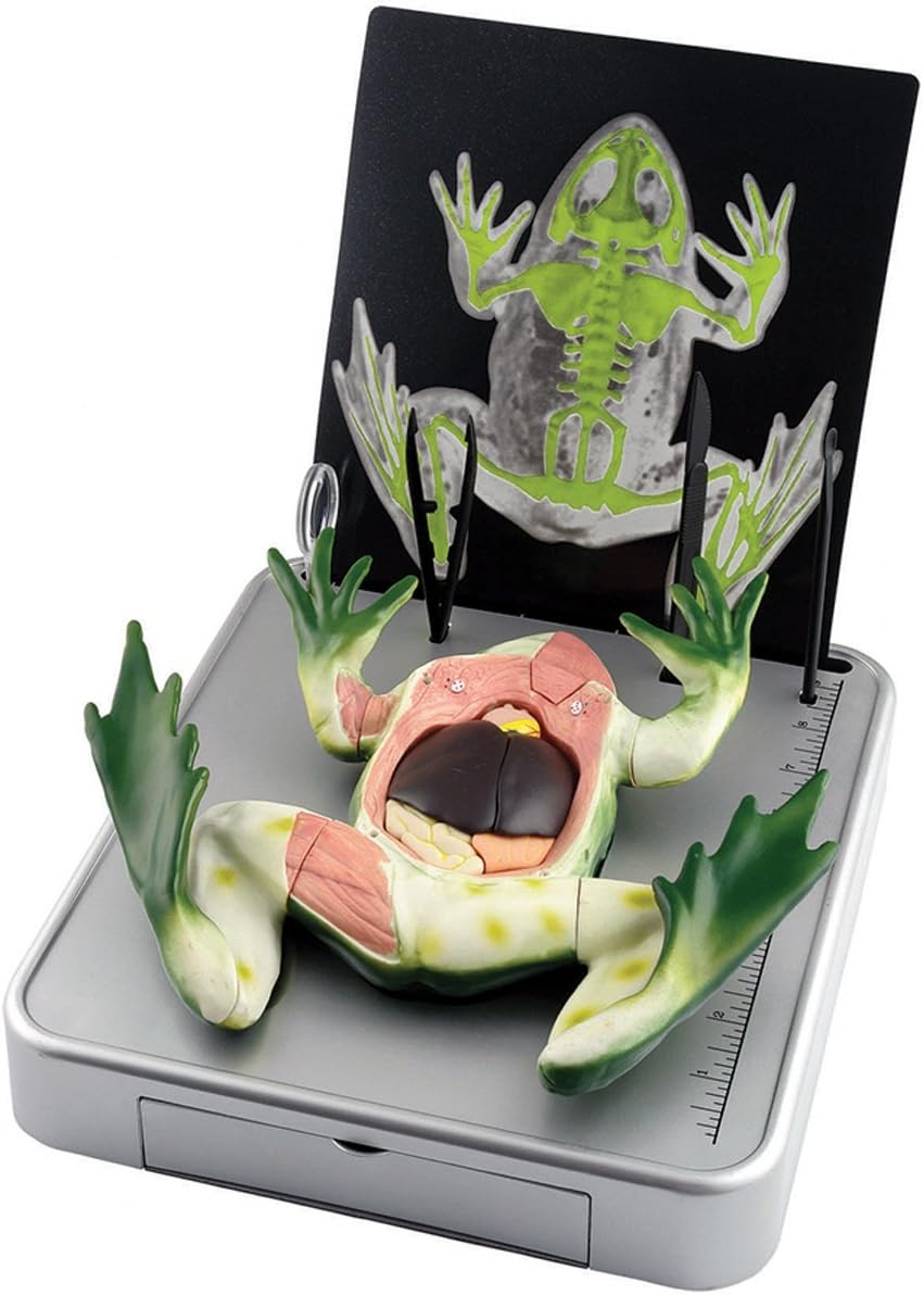 Amazon Com Edu Toys Simulated Frog Dissection Kit Toys Games