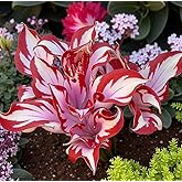 300+ Red-Margined Hosta Seeds | Red-White-Green Perennial Shade Plant | Garden Ground Cover & Potted Ornamental