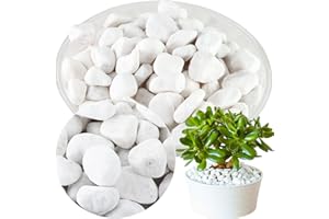 PLANTERHOMA 11Lbs Natural River Rocks for Plants 1''-2'' Large Landscaping Garden Stones White Aquarium Gravel for Decorative Pebbles for Indoor Outdoor Planters, Big Terrarium Rocks in Bulk, Home Decor