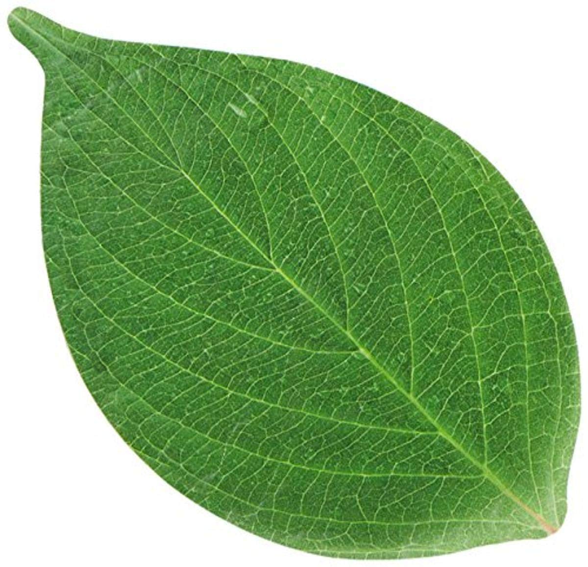 American Metalcraft PPL4 Leaf Cheese Paper, 4-1/4" Length, 2-1/2" Width